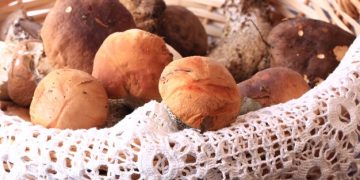 Mushroom Foraging: Is This Trending Hobby Safe and Legal in the US? - Cover Image