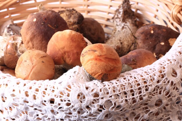 Mushroom Foraging: Is This Trending Hobby Safe and Legal in the US?