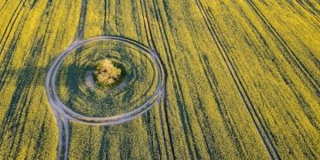 Crop Circles in Kansas: New 2025 Formations - Hoax or Alien Sign? - Cover Image