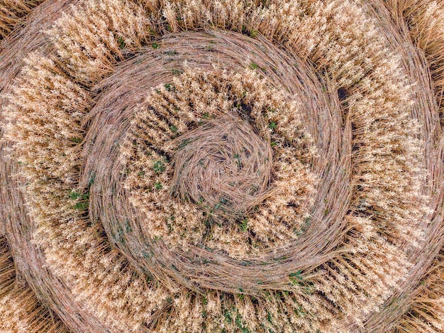 A close-up of flattened wheat stalks within a crop circle in Kansas. The stalks are bent at a precise angle, forming a swirling pattern. The image shows the texture of the wheat and the sharp definition of the circle's edge. Sunlight highlights the golden color of the wheat.