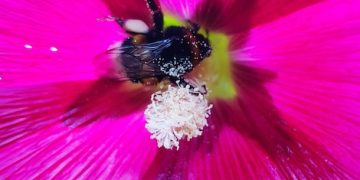 The Case of the Vanishing Bees: US Honeybee Decline Explained - Cover Image