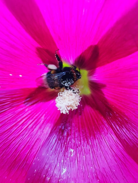 The Case of the Vanishing Bees: US Honeybee Decline Explained
