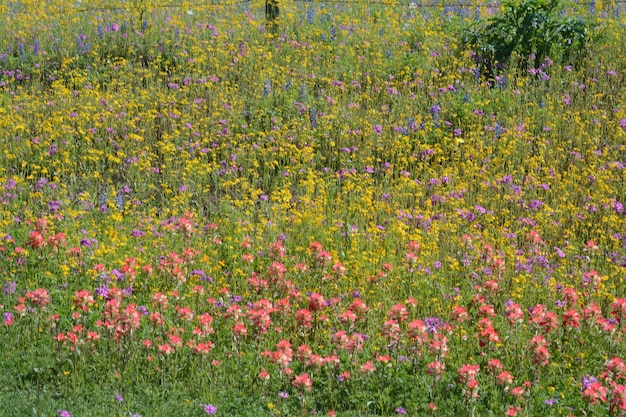 A detailed view of a field where wildflowers are blooming amidst crops. The image showcases the integration of pollinator-friendly habitats in agricultural landscapes.