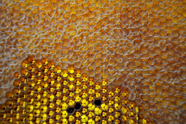 A micro view displaying Varroa mites on bees.