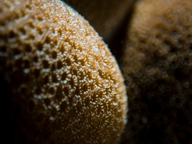 A close-up shot of sand grains under a microscope, showing their rounded shape and uniform size.