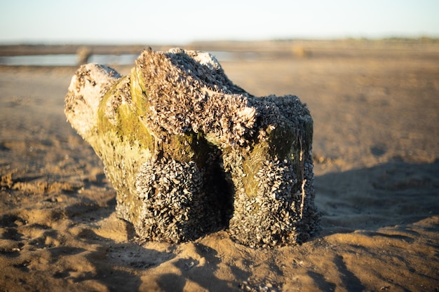 A close-up shot of an archaeological dig site on Hatteras Island, revealing a collection of artifacts that include English pottery shards, Native American arrowheads, and mixed-origin tools. The scene implies a shared settlement or trade area.