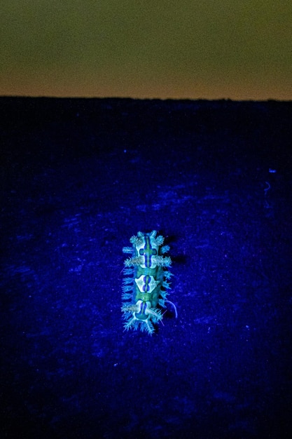 An image of a sonar screen displaying an unusual, unidentified object in the depths of Lake Champlain. The object is large and indistinct, resembling a long, serpentine shape.