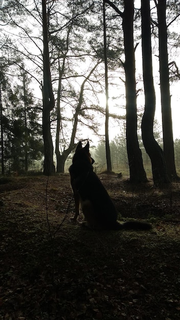 A shadowy figure resembling a wolf standing at the edge of a forest at night on Skinwalker Ranch. The figure is partially obscured by trees, but its glowing eyes are visible, creating an eerie and unsettling scene.