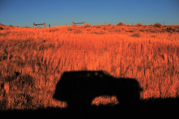 A field on Skinwalker Ranch appears distorted, with heatwave-like ripples visible in the air. The distortion is localized to a specific area of the field, suggesting some kind of energy anomaly or cloaking effect taking place.