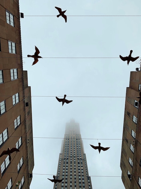 A split image depicting two potential explanations for UAP sightings: On one side, a flock of birds soaring in formation against a sunsetting sky, symbolizing natural phenomena. On the other side, a sleek, futuristic drone hovering silently, representing technological explanations.