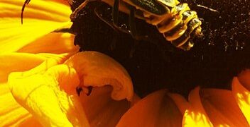The Case of the Disappearing Bees: US Honeybee Populations in Crisis - Cover Image