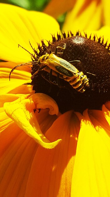 The Case of the Disappearing Bees: US Honeybee Populations in Crisis