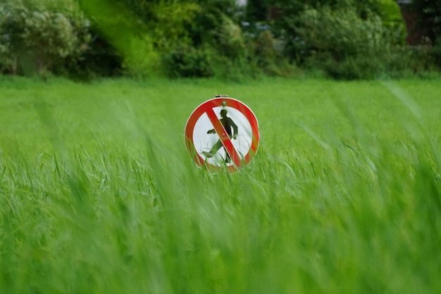 A field sprayed with pesticides, with a sign warning of chemical application. Dead bees lying on the ground near the crop rows are visible, illustrating the direct impact of pesticide use on bee populations. The scene is set on a sunny day, adding to the visual impact of the environmental damage.