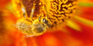 The Disappearing Bees: US Honeybee Populations Hit Record Lows - Cover Image