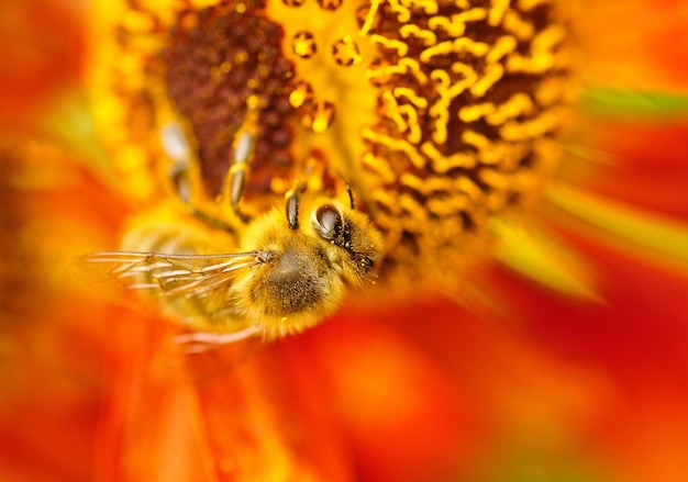 The Disappearing Bees: US Honeybee Populations Hit Record Lows