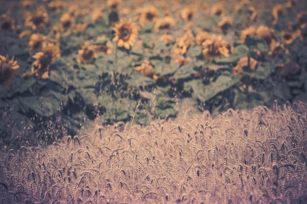 A desolate field, once filled with wildflowers, now replaced by a monoculture crop. The image should convey the loss of biodiversity and the impact on bee habitats.