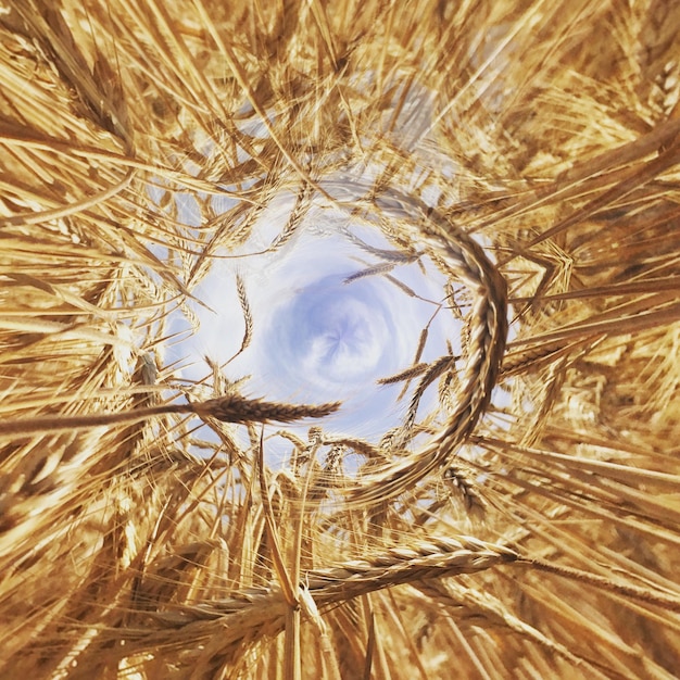 Close-up view of a section of a crop circle. The stalks of wheat are bent in a uniform direction, forming a swirling pattern. The level of precision and lack of broken stalks are evident, hinting at the complexity of the formation process. There are footprints around the edge of the crop circle.
